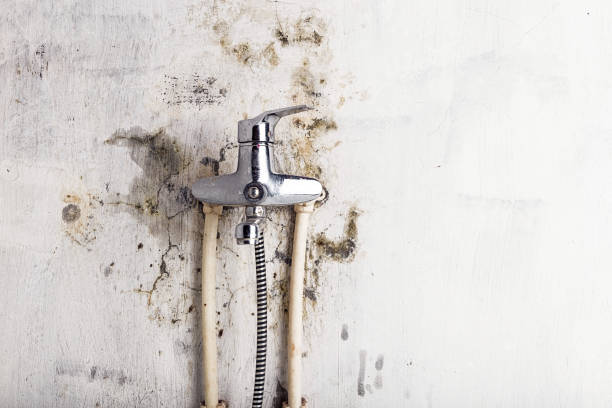 Best Toxic Mold Removal  in Holiday, FL