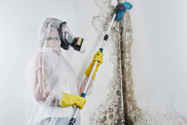 Best Home Mold Removal  in Holiday, FL