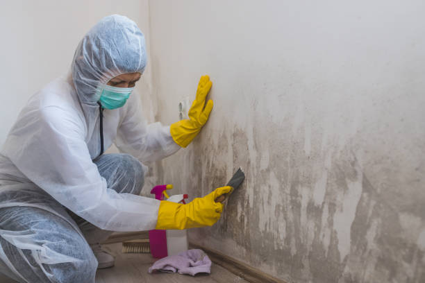 Best Crawl Space Mold Removal  in Holiday, FL