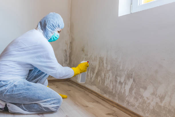 Mold Testing and Removal in Holiday, FL