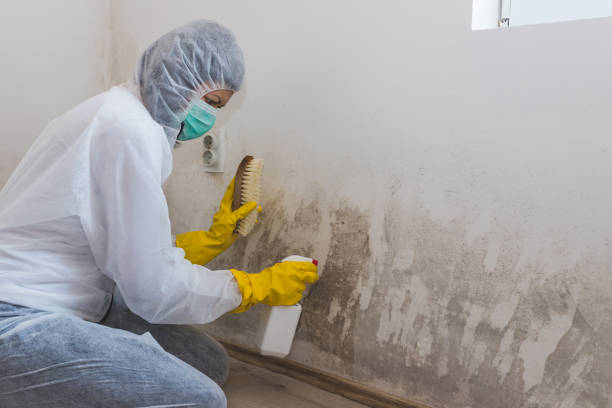Best Attic Mold Removal  in Holiday, FL
