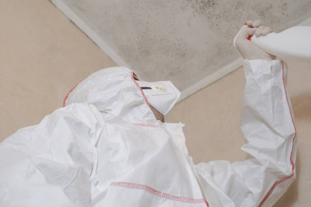 Best Mold Damage Repair  in Holiday, FL
