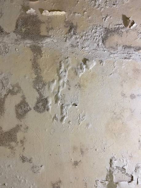 Best Mold Removal Process  in Holiday, FL
