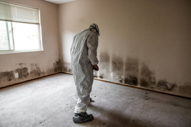 Crawl Space Mold Removal in Holiday, FL