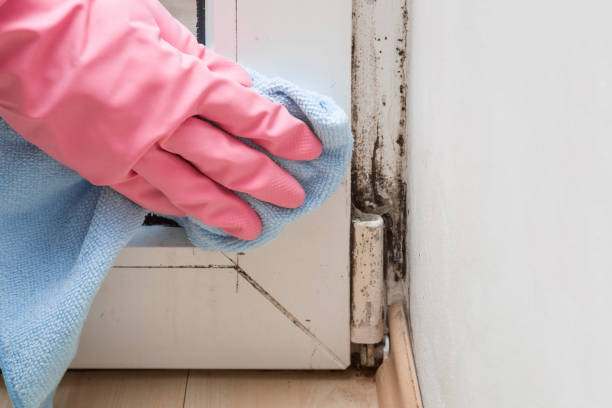 Best Mold Remediation  in Holiday, FL