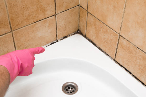Best Local Mold Removal Service  in Holiday, FL