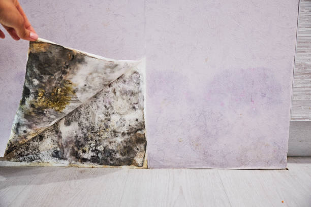 Best Best Mold Removal Companies  in Holiday, FL